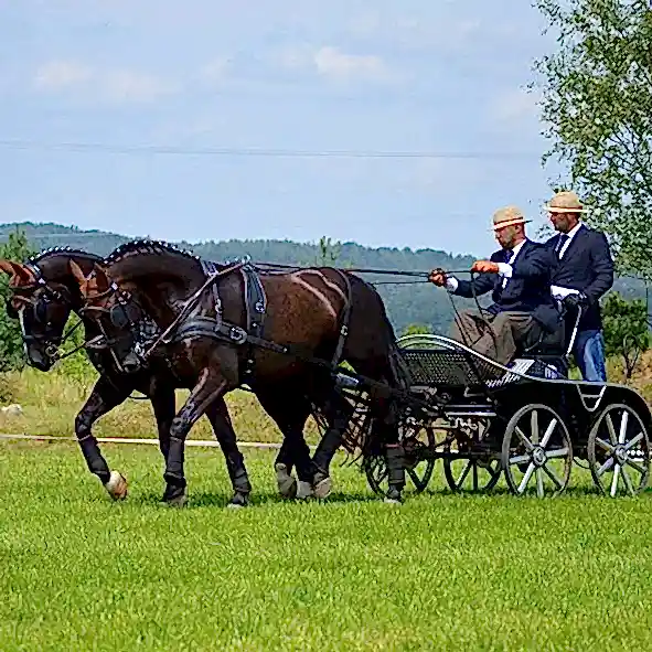 bryczka konie